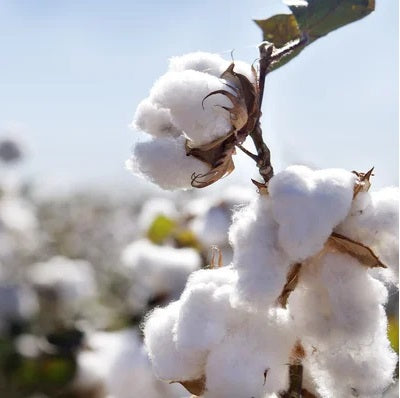 Gros plan de capsules de coton prêtes pour la récolte